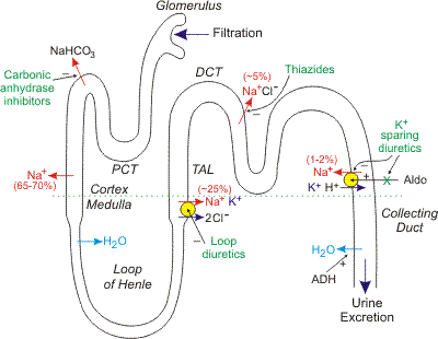 http://www.cvpharmacology.com/uploads/images/nephron.gif