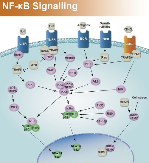 Image result for nf-kb signaling pathway