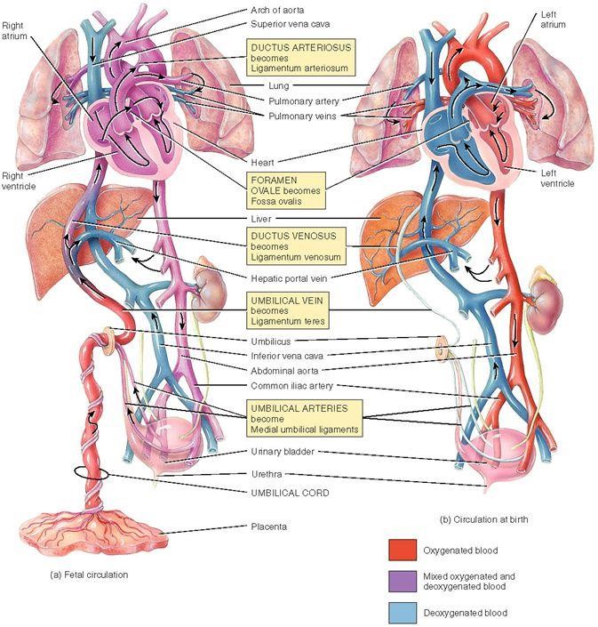 Nguyên lý của hồi sức sơ sinh