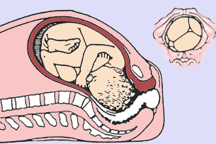 http://library.med.utah.edu/kw/human_reprod/mml/hrphysioL02.gif